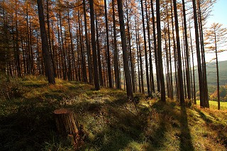 Woodland walks