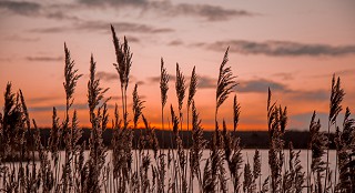 Lough Boora