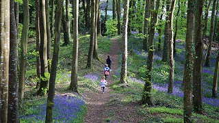 Knockbarron Wood Eco walk