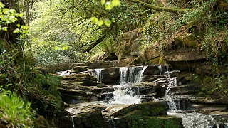 Ricketts rock loop