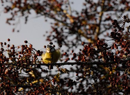 Bluetit in tree