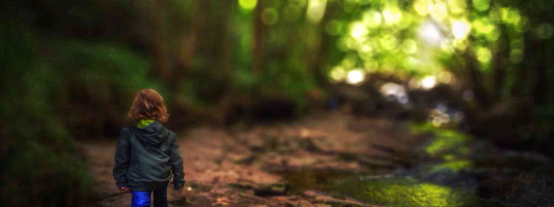 photo of forest floor