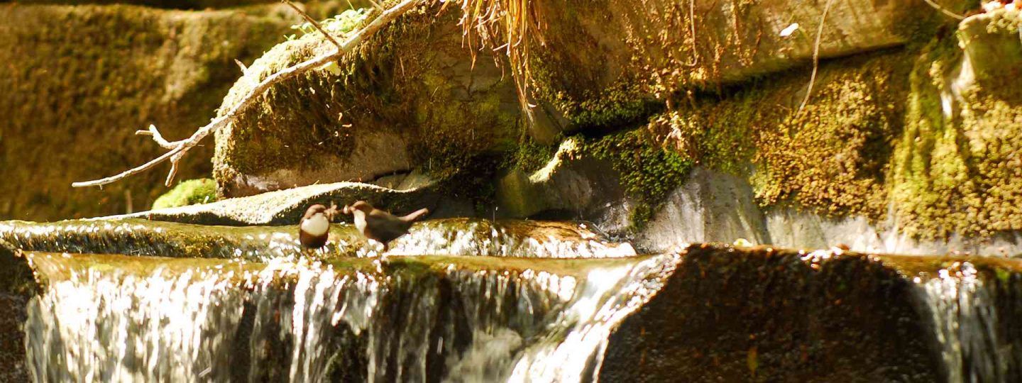 Two birds at a waterfall