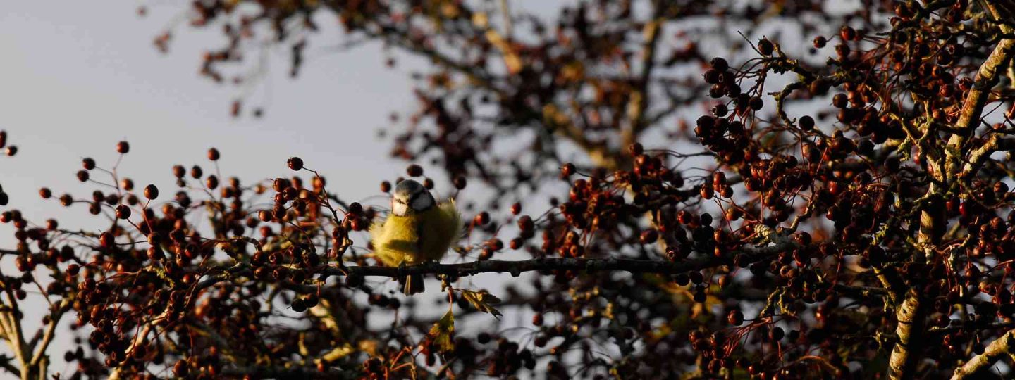 Bluetit in the trees