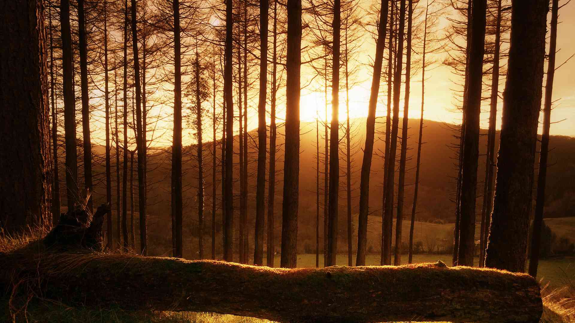 Glinsk castle loop outside Kinnitty