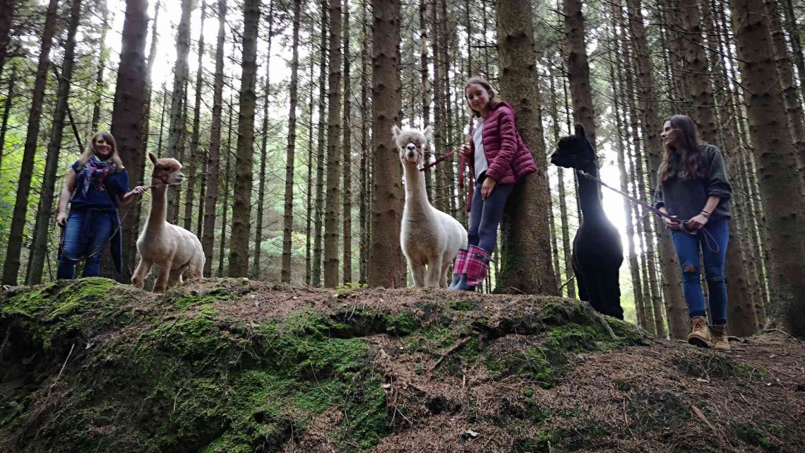 Walking trail with alpacas by Hushabye Farm Alpacas 