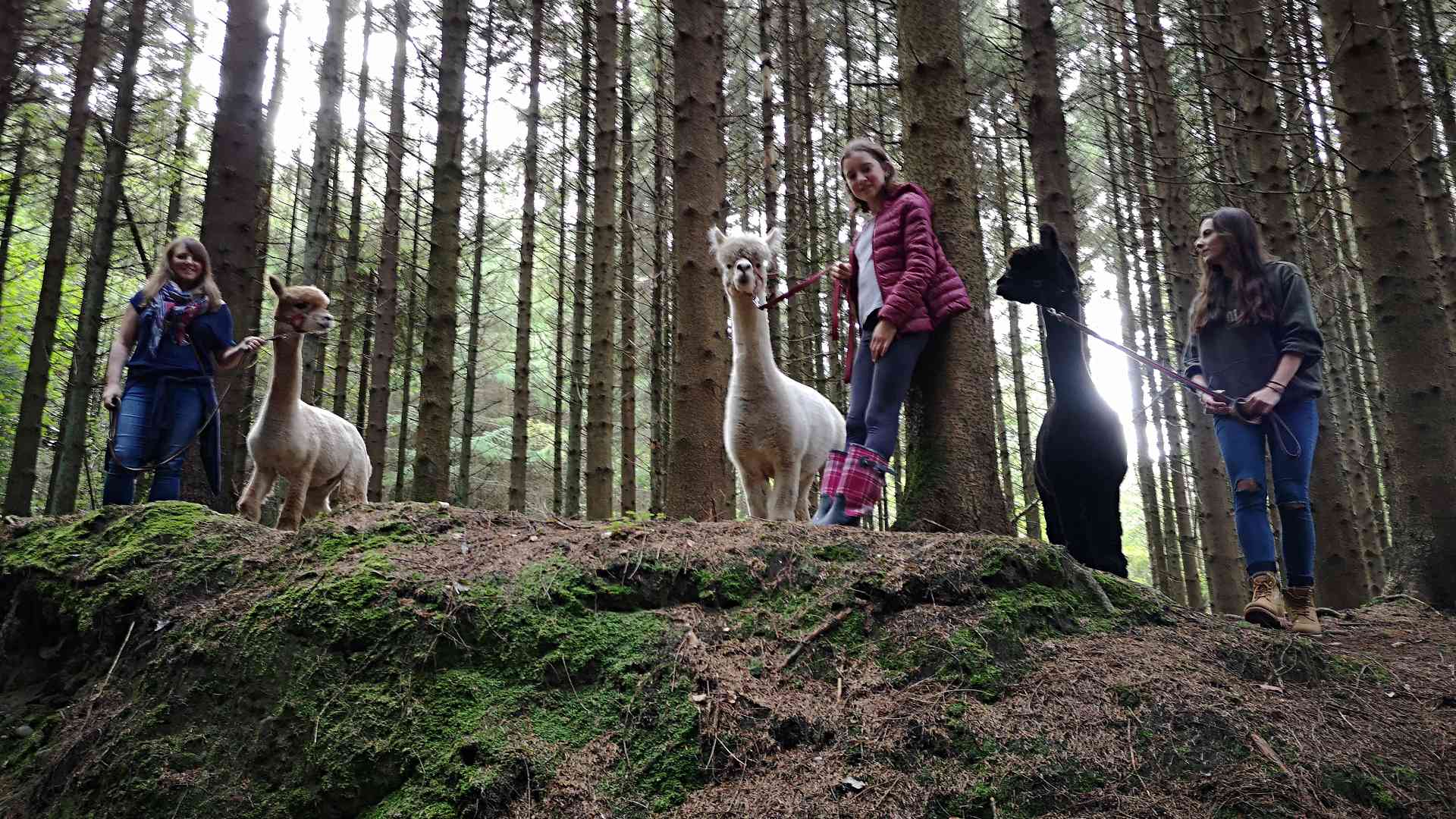 Walking trail with alpacas by Hushabye Farm Alpacas 