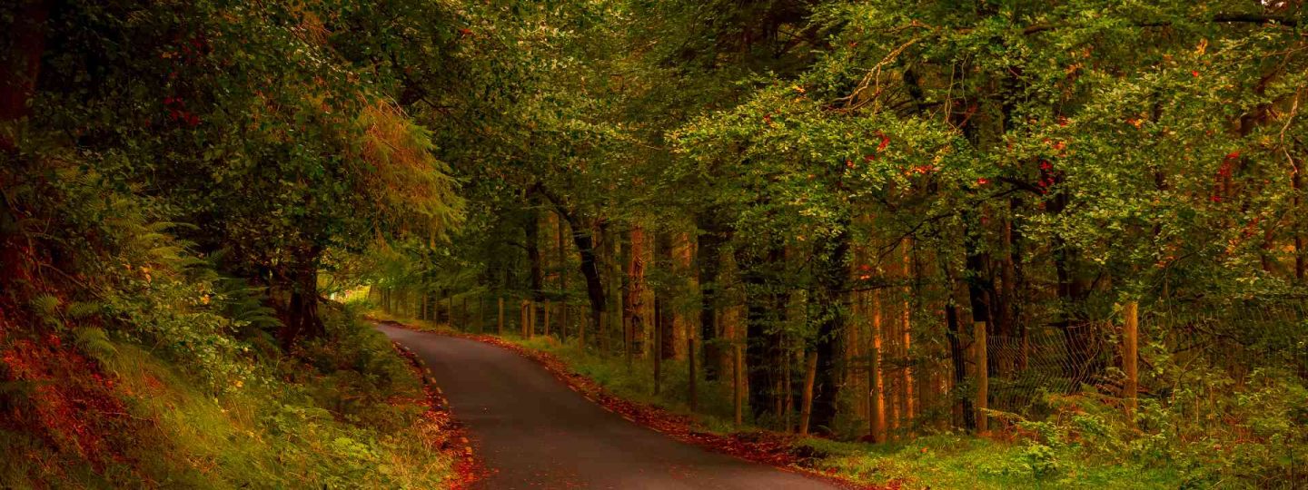 Road amongst the trees in autumn
