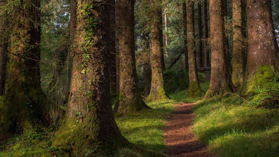 photo of a forest trail