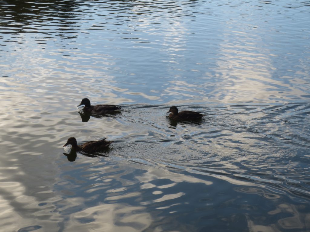 ducks on the lake